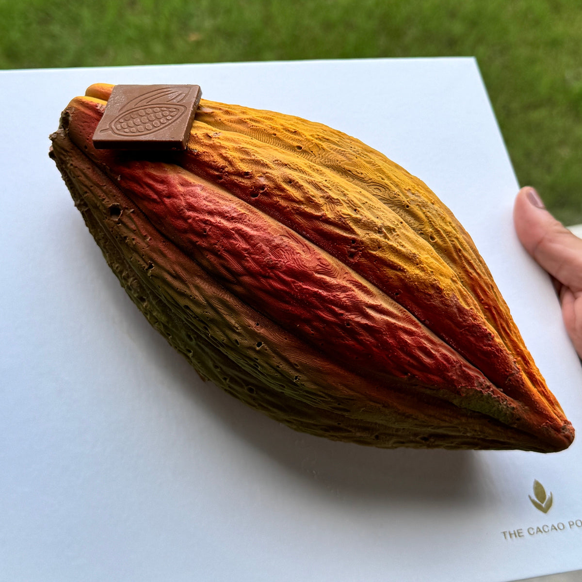 The Cacao Pods 'Iconic'